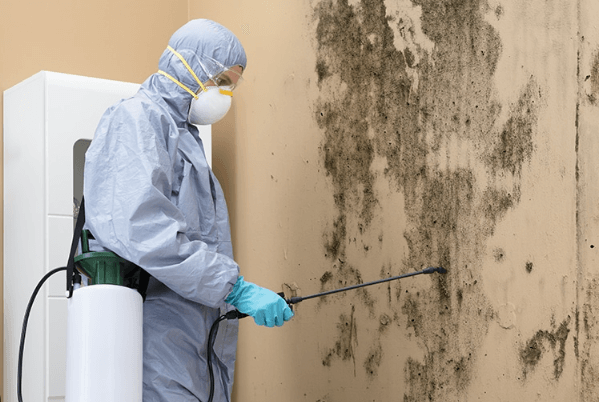 Mold Remediation: The Critical Steps to Take for a Healthy Home