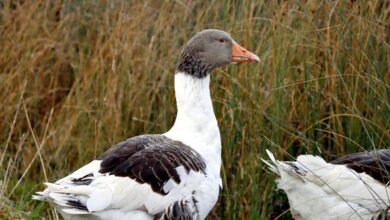 faidiesel s profile overview summary