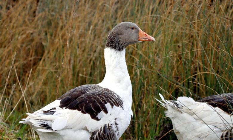 faidiesel s profile overview summary