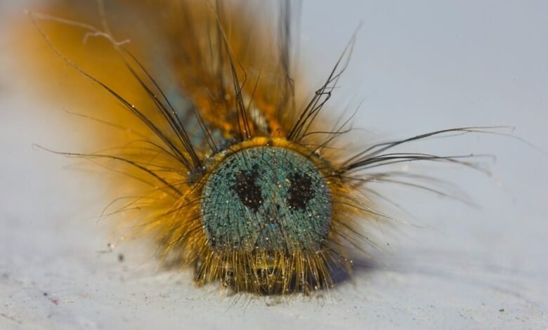 fixing klupzo333 bug errors